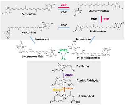 Frontiers | Abscisic Acid Signaling And Abiotic Stress Tolerance In ...